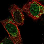 Anti-PDF antibody produced in rabbit Prestige Antibodies&#174; Powered by Atlas Antibodies, affinity isolated antibody, buffered aqueous glycerol solution