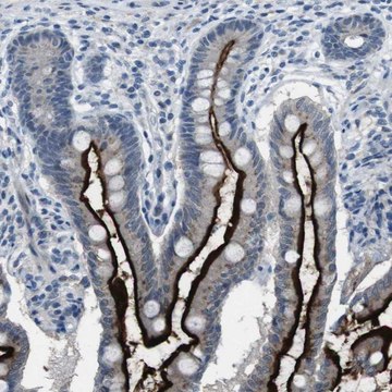 Anti-CDHR2 antibody produced in rabbit Prestige Antibodies&#174; Powered by Atlas Antibodies, affinity isolated antibody, buffered aqueous glycerol solution