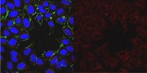 Anti-Derlin-1 Antibody, clone 8G11.2 clone 8G11.2, from mouse