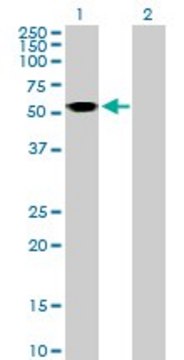 Anti-ASL antibody produced in mouse purified immunoglobulin, buffered aqueous solution