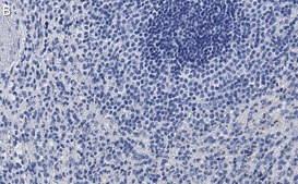 Anti-Siglec-9 Antibody, clone 3F22 ZooMAb&#174; Rabbit Monoclonal recombinant, expressed in HEK 293 cells