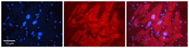 Anti-MBNL1 (AB2) antibody produced in rabbit IgG fraction of antiserum
