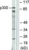 Anti-p300 antibody produced in rabbit affinity isolated antibody