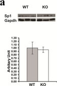 Anti-Sp1 Antibody Upstate&#174;, from rabbit