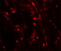 Anti-WFDC2 antibody produced in rabbit affinity isolated antibody