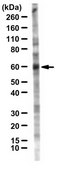 Anti-Beta-glucocerebrosidase (GBA) serum, from mouse