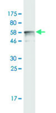 Monoclonal Anti-CNN1 antibody produced in mouse clone 3C7-2A6, purified immunoglobulin, buffered aqueous solution