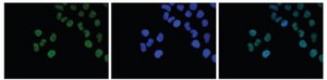 Anti-Histone H2A.Z Antibody (C-term) from rabbit, purified by affinity chromatography