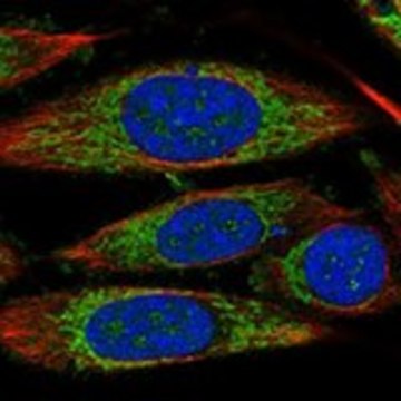 Anti-TIMM44 antibody produced in rabbit Prestige Antibodies&#174; Powered by Atlas Antibodies, affinity isolated antibody, buffered aqueous glycerol solution