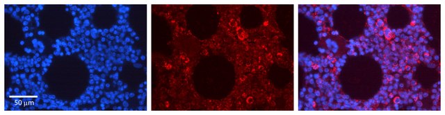 Anti-EPOR antibody produced in rabbit affinity isolated antibody