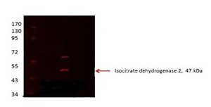 Anti-IDH2 antibody produced in rabbit affinity isolated antibody