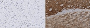Anti-VGluT1 Antibody, clone 4O15, ZooMAb&#174; Rabbit Monoclonal recombinant, expressed in HEK 293 cells