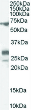 Anti-SALL4 antibody produced in goat affinity isolated antibody, buffered aqueous solution