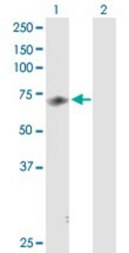 Anti-MED26 antibody produced in rabbit purified immunoglobulin, buffered aqueous solution