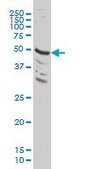 ANTI-MAPK9 antibody produced in mouse clone 3C12, purified immunoglobulin, buffered aqueous solution