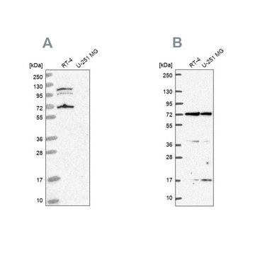 Anti-ARAF antibody produced in rabbit Prestige Antibodies&#174; Powered by Atlas Antibodies, affinity isolated antibody