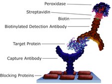 Streptavidin from Streptomyces avidinii essentially salt-free, lyophilized powder, &#8805;13&#160;units/mg protein