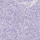 Anti-NGB antibody produced in rabbit Prestige Antibodies&#174; Powered by Atlas Antibodies, affinity isolated antibody, buffered aqueous glycerol solution