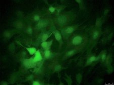 Mouse OP9-DL4 Delta-like 4 Notch Ligand Cell Line