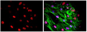 Anti-Nuclei Antibody, clone 235-1, Cy3 conjugate clone 235-1, from mouse, CY3 conjugate