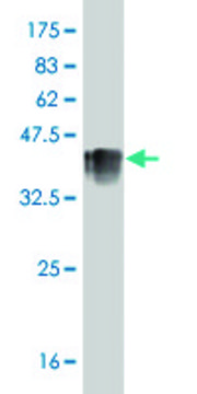 ANTI-CACNB2 antibody produced in mouse clone 6H6, purified immunoglobulin, buffered aqueous solution