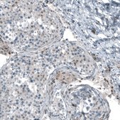 Monoclonal Anti-NR5A1 antibody produced in mouse Prestige Antibodies&#174; Powered by Atlas Antibodies, clone CL9101, purified immunoglobulin, buffered aqueous glycerol solution