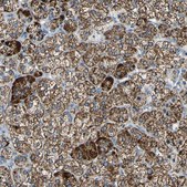 Anti-FAM163A antibody produced in rabbit Prestige Antibodies&#174; Powered by Atlas Antibodies, affinity isolated antibody, buffered aqueous glycerol solution
