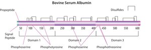 Bovine Serum Albumin solution 10% in DPBS, low endotoxin, fatty acid free, suitable for cell culture, sterile-filtered