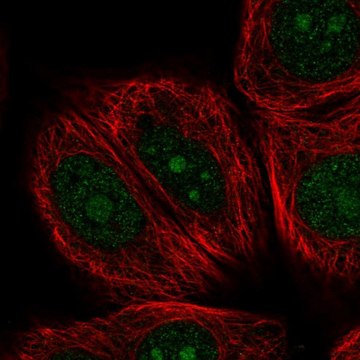 Anti-NOM1 antibody produced in rabbit Prestige Antibodies&#174; Powered by Atlas Antibodies, affinity isolated antibody