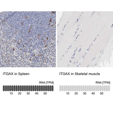 Anti-ITGAX antibody produced in rabbit Prestige Antibodies&#174; Powered by Atlas Antibodies, affinity isolated antibody, buffered aqueous glycerol solution