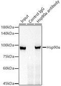 Anti-Hsp90&#945; Antibody, clone 0R3S6, Rabbit Monoclonal