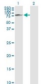 Monoclonal Anti-GLB1 antibody produced in mouse clone 6E7, purified immunoglobulin, buffered aqueous solution