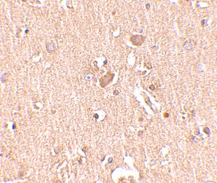 Anti-MED28 antibody produced in rabbit affinity isolated antibody