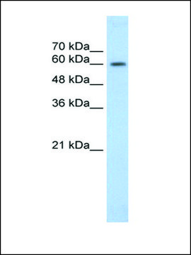 Anti-EBF2 antibody produced in rabbit IgG fraction of antiserum