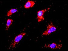 Monoclonal Anti-CSNK1E antibody produced in mouse clone 2E1, purified immunoglobulin, buffered aqueous solution