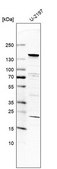 Anti-UBN1 antibody produced in rabbit Prestige Antibodies&#174; Powered by Atlas Antibodies, affinity isolated antibody, buffered aqueous glycerol solution