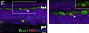 Anti-Prox 1 Antibody serum, Chemicon&#174;