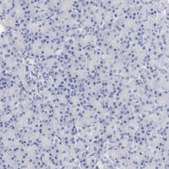 Anti-ITGA8 antibody produced in rabbit Prestige Antibodies&#174; Powered by Atlas Antibodies, affinity isolated antibody, buffered aqueous glycerol solution
