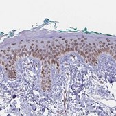 Anti-SYNE2 antibody produced in rabbit Prestige Antibodies&#174; Powered by Atlas Antibodies, affinity isolated antibody, buffered aqueous glycerol solution