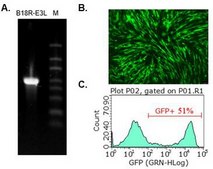 B18R-E3L RNA (human codon optimized for B18R and E3L) To strongly suppress more interferon responses than single B18R to enable more expression of a Simplicon&#174; RNA or regular mRNA(s).
