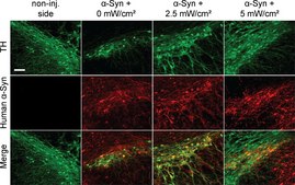 Anti-Tyrosine Hydroxylase Antibody Chemicon&#174;, from rabbit