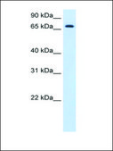 Anti-HAL antibody produced in rabbit IgG fraction of antiserum