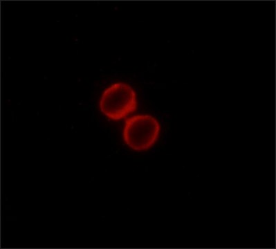 Monoclonal ANTI-FLAG&#174; antibody produced in rabbit clone SIG1-25, ascites fluid