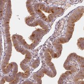 Anti-WDR54 antibody produced in rabbit Prestige Antibodies&#174; Powered by Atlas Antibodies, affinity isolated antibody, buffered aqueous glycerol solution