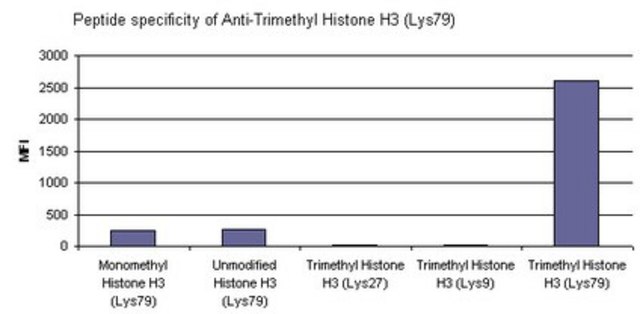 Anti-trimethyl Histone H3 (Lys79) Antibody, Trial Size from rabbit, purified by affinity chromatography