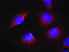 Anti-phospho-CDK6 (pTyr13) antibody produced in rabbit affinity isolated antibody