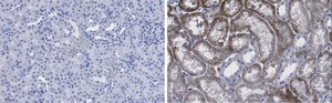 Anti-CD133 (Prominin-1) Antibody, clone 2F8, ZooMAb&#174; Rabbit Monoclonal recombinant, expressed in HEK 293 cells