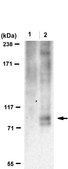 Anti-Phospho-RXR&#945;/RXRA (Ser56)