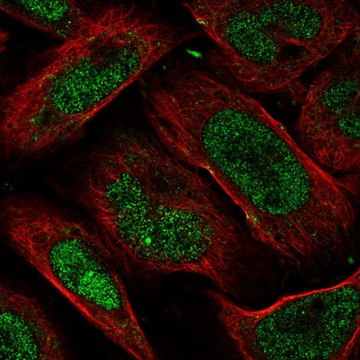 Anti-FAM193B antibody produced in rabbit Prestige Antibodies&#174; Powered by Atlas Antibodies, affinity isolated antibody