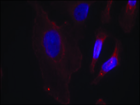 Anti-phospho-PLCG2 (pTyr753) antibody produced in rabbit affinity isolated antibody